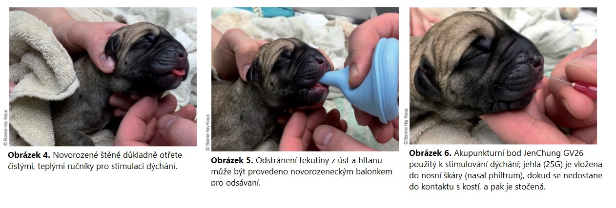 Resuscitácia novorodenca (CPR) © RoyalCanin.se