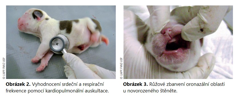 Vyšetrenie novorodenca © RoyalCanin.se