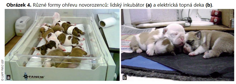 Zachovanie termoregulácie © RoyalCanin.se