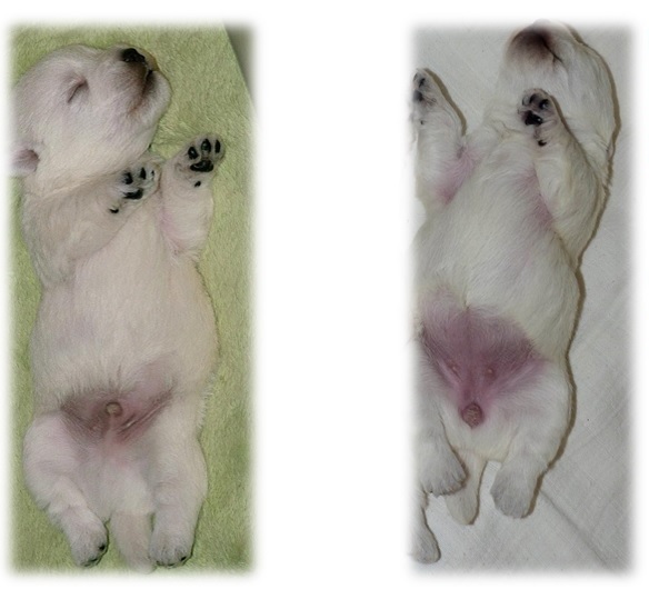 vľavo psík, vpravo sučka