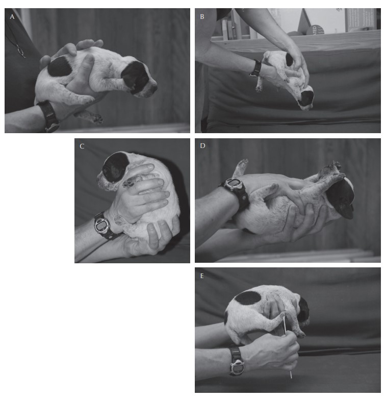 A. Držanie šteňaťa na hrudnej kosti. B. Držtanie šteňaťa hore nohami (hlava smeruje nadol). C. Držanie šteňaťa zvisle. D. Držanie šteňaťa na chrbte. E. Šteklenie prstov na nohách. (c) Canine Reproduction and Neonatology